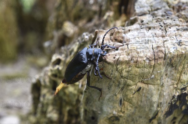 The Prionus coriarius beetle (Prionus coriarius) on dead wood