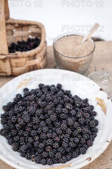 Blackberries, Rubus sect. Rubus, La Lastra del Cano, Sierra de Gredos, Spain