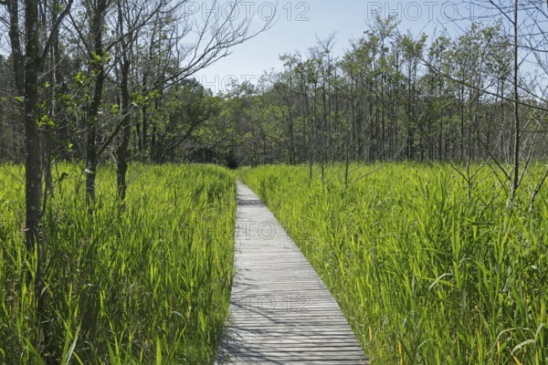 Trees, reeds, hiking trail, footbridge, Darßer Ort, Born a. Darß, National Park Vorpommersche Boddenlandschaft, Mecklenburg-Vorpommern, Germany