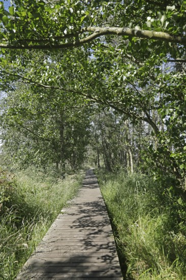 Trees, reeds, hiking trail, footbridge, Darßer Ort, Born a. Darß, National Park Vorpommersche Boddenlandschaft, Mecklenburg-Vorpommern, Germany