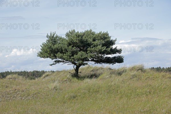 Tree, pine, grass, Darßer Ort, Born a. Darß, National Park Vorpommersche Boddenlandschaft, Mecklenburg-Vorpommern, Germany