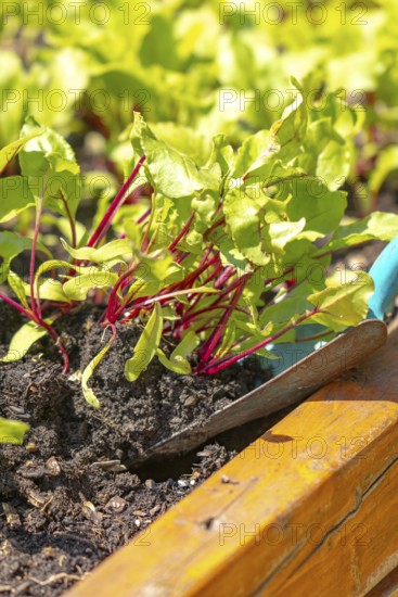 Young beetroot plants in the bed with a small blue shovel