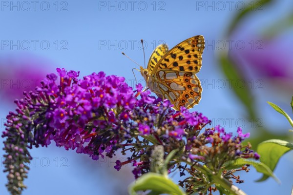 Small pearl-bordered fritillary (Issoria lathonia) on lilac (Buddleja davidii), Ternitz, Lower Austria, Austria