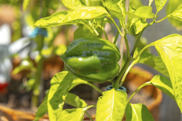 Green peppers (Capsicum) growing on a plant in a sunny garden, Ternitz, Lower Austria, Austria