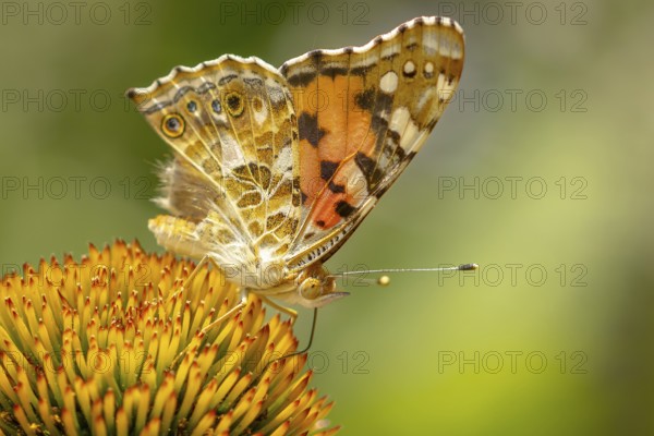 Close-up of a thistle butterfly (Vanessa cardui) on coneflower (Echinacea), Ternitz, Lower Austria, Austria