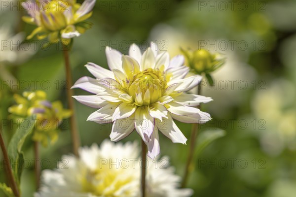 White dahlia (Dahlia) in full bloom with blurred green background, Ternitz, Lower Austria, Austria