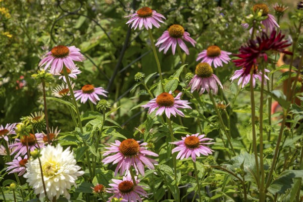 Colourful garden scene with flowering coneflower (Echinacea) and dahlias (Dahlia), Ternitz, Lower Austria, Austria
