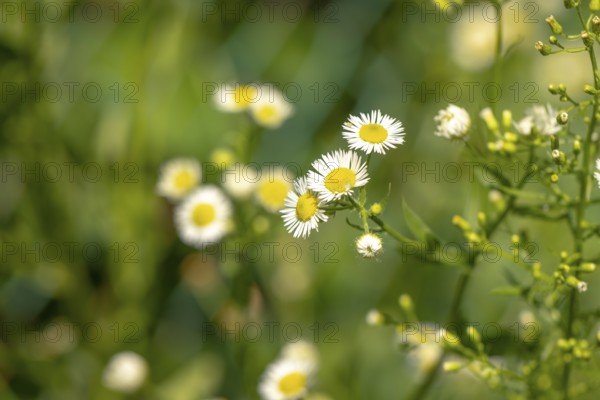 Small white-yellow flowers of Erigeron annuus in a summer meadow, Ternitz, Lower Austria, Austria