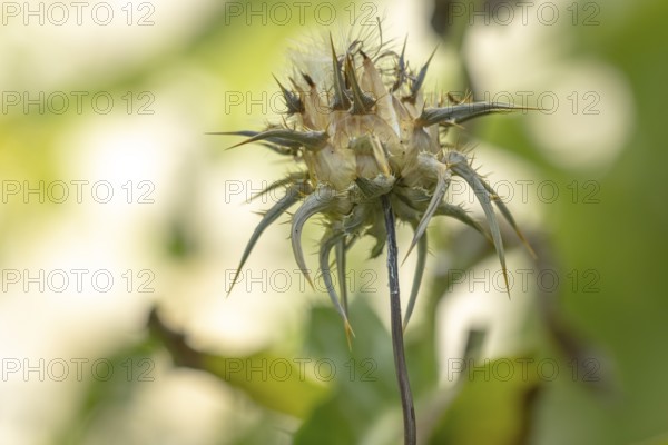 Faded milk thistle (Silybum marianum) in a natural environment, Ternitz, Lower Austria, Austria