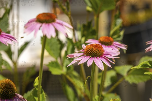 Pink coneflower (Echinacea) blooming in a summer garden, Ternitz, Lower Austria, Austria