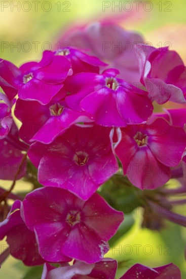 Bright pink flowers of the flame flower (phlox) in a summer garden, Ternitz, Lower Austria, Austria