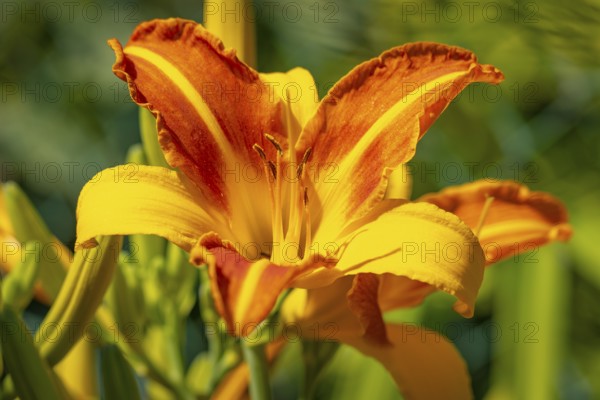 A magnificent daylily (Hemerocallis) with bright orange-yellow petals, Ternitz, Lower Austria, Austria