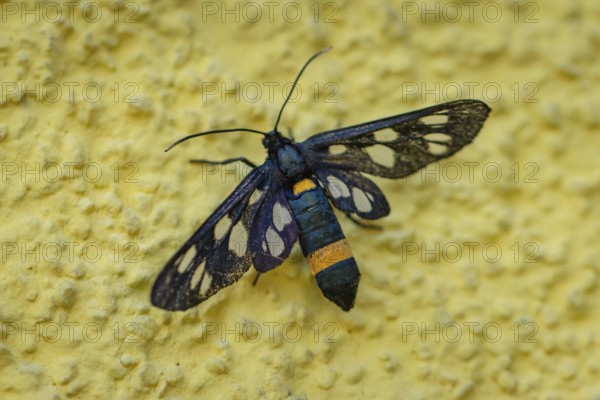White-spotted violet (Amata phegea) with patterned wings on a textured yellow wall, Ternitz, Lower Austria, Austria