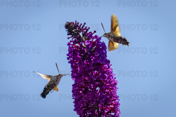 Two dove-tails (Macroglossum stellatarum) drinking from flowers of the summer lilac (Buddleja davidii), Ternitz, Lower Austria, Austria