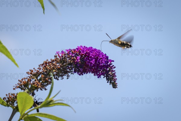 Dove tail (Macroglossum stellatarum) hovering over purple flowers of the summer lilac (Buddleja davidii), Ternitz, Lower Austria, Austria