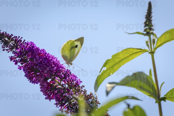 Cabbage butterfly (Pieris brassicae) sitting on purple flowers of the butterfly bush (Buddleja davidii) against a clear sky, Ternitz, Lower Austria, Austria