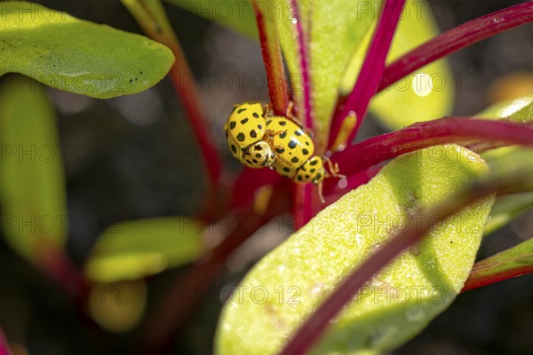 Two twenty-two-spot ladybirds (Psyllobora vigintiduopunctata) mating, Ternitz, Lower Austria, Austria