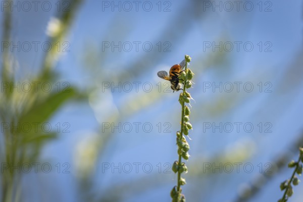 A bee (Apis) climbing on Bokhara clover (Melilotus albus), Ternitz, Lower Austria, Austria