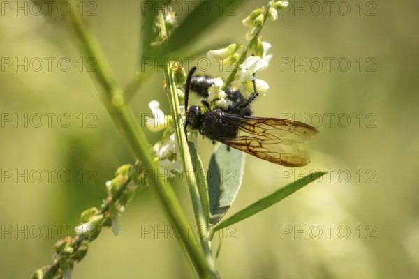 Scolia hirta (Scolia hirta) sitting on flowers of Bokhara clover (Melilotus albus), Ternitz, Lower Austria, Austria