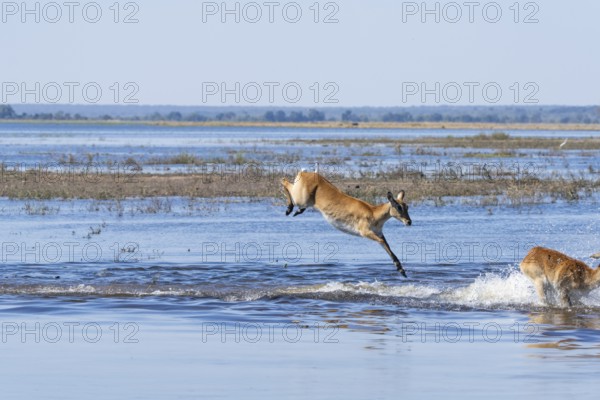 Red lechwe antelope (Kobus lache) jumps over shallow water, splashing wildly in Chobe River. Chobe National Park, Botswana, Southern Africa