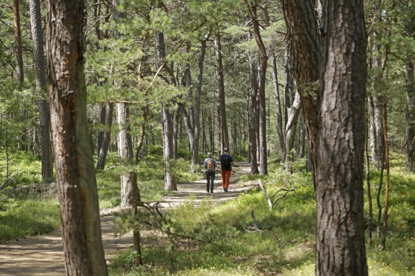 Walker, forest, Darßer Ort, Born a. Darß, National Park Vorpommersche Boddenlandschaft, Mecklenburg-Vorpommern, Germany