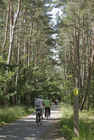 Cyclist, forest, Darßer Ort, Born a. Darß, National Park Vorpommersche Boddenlandschaft, Mecklenburg-Vorpommern, Germany