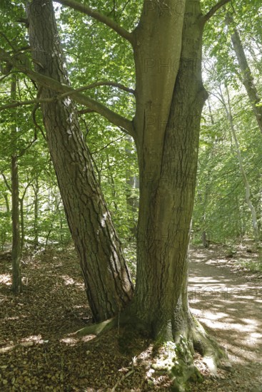 Intergrown tree trunks, Darßer Ort, Born a. Darß, National Park Vorpommersche Boddenlandschaft, Mecklenburg-Vorpommern, Germany