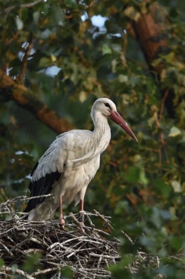High up in the poplars... White stork (Ciconia ciconia) on its nest in a tree, young adult bird stands in its natural eyrie in the early morning light, waiting for its mate, stork ringed in the Netherlands, Meerbusch, Rhein-Kreis Neuss, North Rhine-Westphalia, Rhineland, Germany, Western Europe