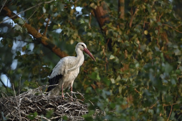 High up in the poplars... White stork (Ciconia ciconia) on its nest in a tree, young adult bird stands in its natural eyrie in the early morning light, waiting for its mate, stork ringed in the Netherlands, Meerbusch, Rhein-Kreis Neuss, North Rhine-Westphalia, Rhineland, Germany, Western Europe