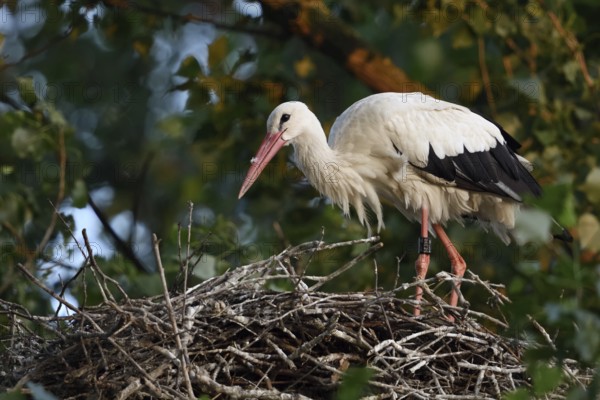 On the stork nest... White stork (Ciconia ciconia), adult, building its nest on a poplar tree in the early morning light, native nature, breeding attempt on the Lower Rhine, stork ringed in the Netherlands, Meerbusch, Rhein-Kreis Neuss, North Rhine-Westphalia, Rhineland, Germany, Western Europe