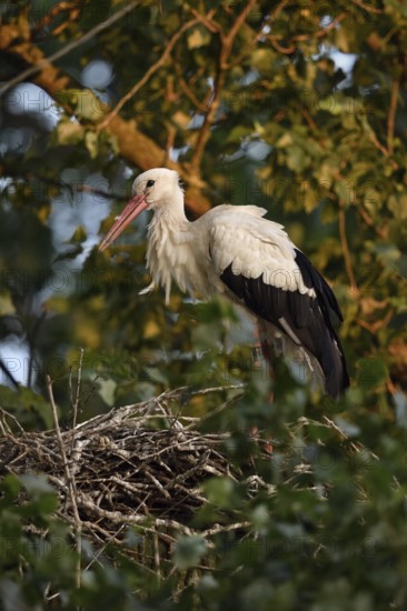 High up in the poplars... White stork (Ciconia ciconia) on its nest in the trees, young adult bird stands in its natural eyrie in the early morning light, waiting for its mate, stork ringed in the Netherlands, Meerbusch, Rhein-Kreis Neuss, North Rhine-Westphalia, Rhineland, Germany, Western Europe