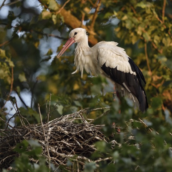 High up in the poplars... White stork (Ciconia ciconia) on its nest in the trees, young adult bird stands in its natural eyrie in the early morning light, waiting for its mate, stork ringed in the Netherlands, Meerbusch, Rhein-Kreis Neuss, North Rhine-Westphalia, Rhineland, Germany, Western Europe