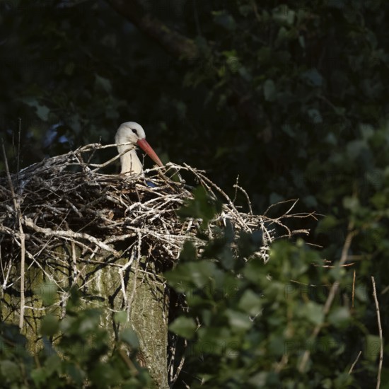 Secretly... White stork (Ciconia ciconia), breeding, courting stork sits in the early morning light, spotlight on its nest on a poplar tree, native nature, breeding attempt on the Lower Rhine, Meerbusch, Rhein-Kreis Neuss, North Rhine-Westphalia, Rhineland, Germany, Western Europe
