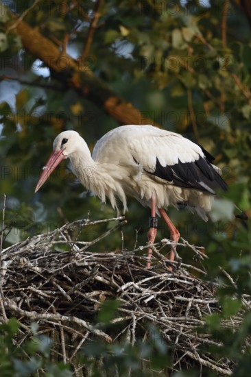 On the stork nest... White stork (Ciconia ciconia), adult, building its nest on a poplar tree in the early morning light, native nature, breeding attempt on the Lower Rhine, stork ringed in the Netherlands, Meerbusch, Rhein-Kreis Neuss, North Rhine-Westphalia, Rhineland, Germany, Western Europe