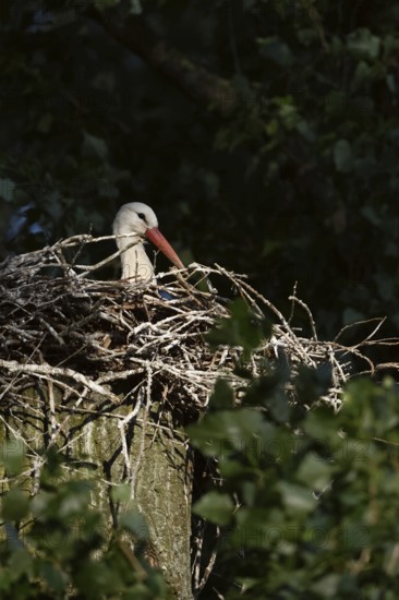 Secretly... White stork (Ciconia ciconia), breeding, courting stork sits in the early morning light, spotlight on its nest on a poplar tree, native nature, breeding attempt on the Lower Rhine, Meerbusch, Rhein-Kreis Neuss, North Rhine-Westphalia, Rhineland, Germany, Western Europe