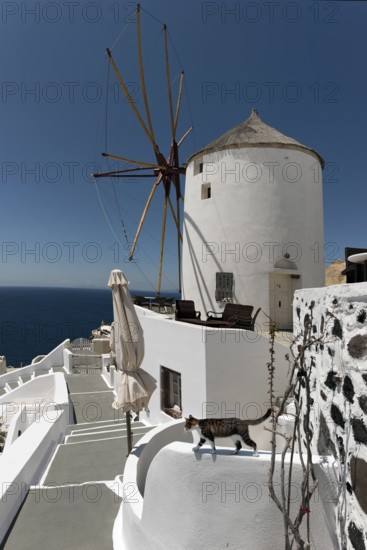 Windmill and cat on the wall Oia Santorini Greece