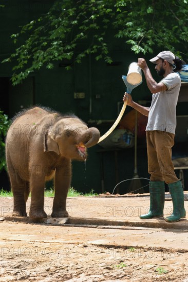 Orphaned Baby elephant being fed with milk by a caretaker, Pinnawala Elephant Orphanage, Kataragama, Sri Lanka