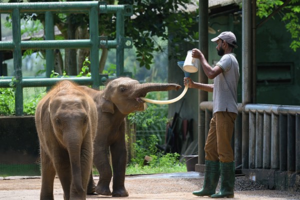 Orphaned Baby elephant being fed with milk by a caretaker, Pinnawala Elephant Orphanage, Kataragama, Sri Lanka