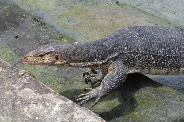 Asian Water Monitor (Varanus salvator) coming out of the water and climbing dock steps, Malacca, Malaysia