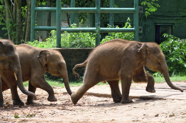 Young orphaned Sri Lankan elephants running to be fed with milk, Pinnawala Elephant Orphanage, Kataragama, Sri Lanka