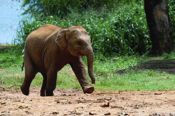 Young orphaned Sri Lankan elephant running to be fed with milk, Pinnawala Elephant Orphanage, Kataragama, Sri Lanka