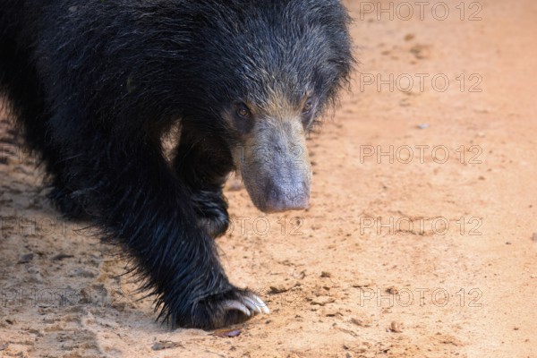 Sloth bear or Indian bear (Melursus ursinus) walking, Yala National Park, Sri Lanka