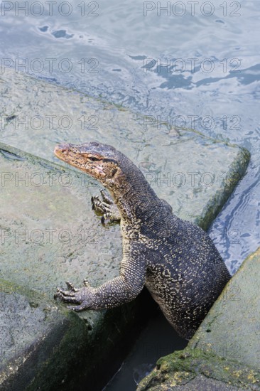 Asian Water Monitor (Varanus salvator) coming out of the water and climbing dock steps, Malacca, Malaysia