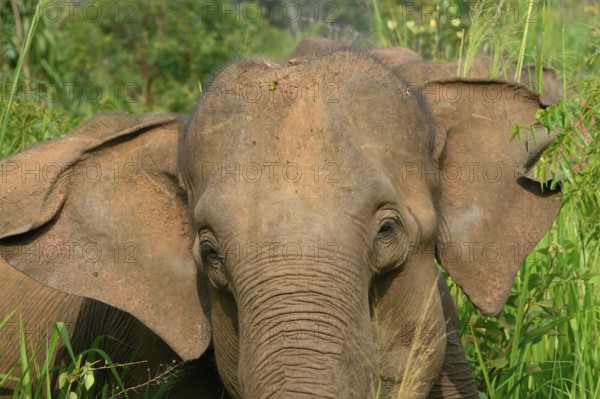 Sri Lankan elephant (Elephas maximus maximus) portrait in high grass, Hurulu Forest Reserve, Sri Lanka