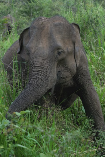 Sri Lankan elephant (Elephas maximus maximus) feeding on grass, Hurulu Forest Reserve, Sri Lanka