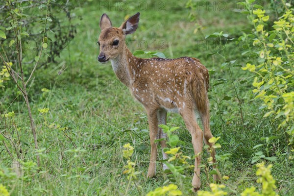Young Sri Lankan axis deer or Ceylon spotted deer (Axis axis ceylonensis), Yala National Park, Sri Lanka