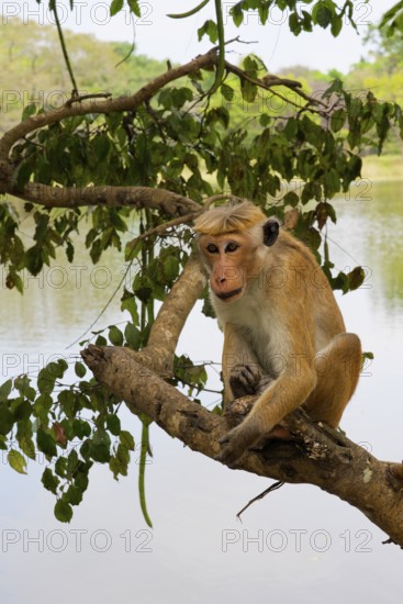 Toque Monkey (Macaca sinica) perched on a branch in front of a lake, Sri Lanka