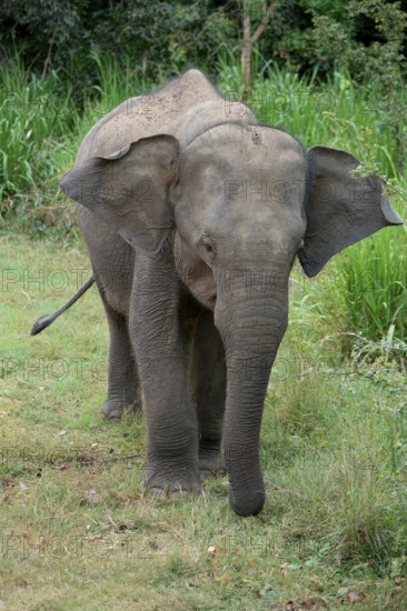 Young Sri Lankan elephant (Elephas maximus maximus) walking, Hurulu Forest Reserve, Sri Lanka