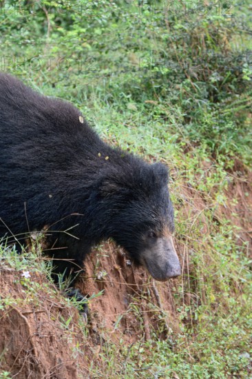 Sloth bear or Indian bear (Melursus ursinus) walking, Yala National Park, Sri Lanka