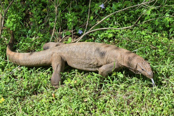 Land Monitor or Bengal monitor (Varanus bengalensis) coming out of the forest, Sri Lanka